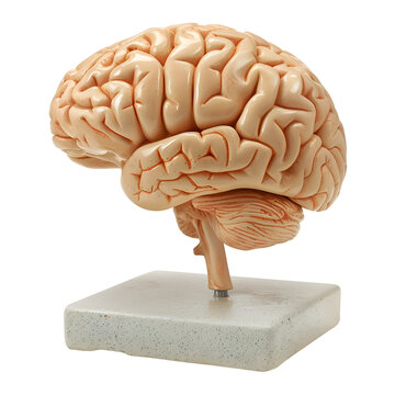 Realistic Human Organ Model (Brain) - PNG Cutout Isolated on a Transparent Backdrop