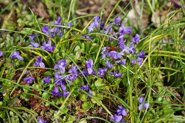 violet flowers of the spring flower fragrant violet Viola odorata