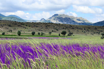 Cultivated field, purple flowers and mountain landscape - 764597016