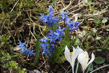 blue flowers of the spring-flowering blue star Scilla