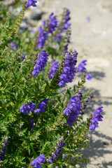 Ehrenpreis, Silberblatt Ehrenpreis, Veronica spicata subsp. Incana, Silbersee
