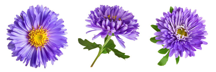 Set of rurple aster flowers isolated on white
