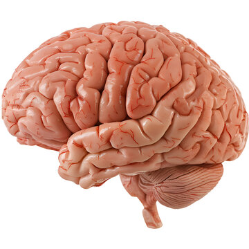 Realistic Human Brain model - PNG Cutout Isolated on a Transparent Backdrop