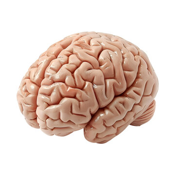 Realistic Human Brain model - PNG Cutout Isolated on a Transparent Backdrop