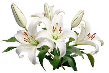 Fototapeta na wymiar Ethereal Elegance: A Bouquet of White Lilies. On White or PNG Transparent Background..