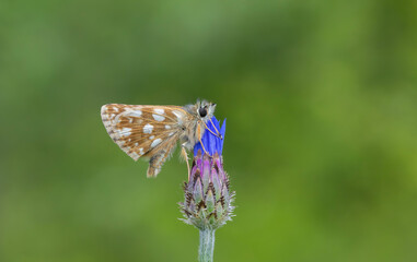 tiny butterfly on pink flower, Aegean skipper, Pyrgus melotis