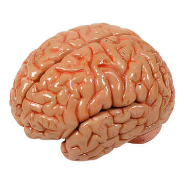 Human Organ Model Realistic Human Brain - PNG Cutout Isolated on a Transparent Background