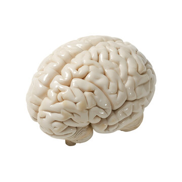 Human Organ Model Realistic Human Brain - PNG Cutout Isolated on a Transparent Background