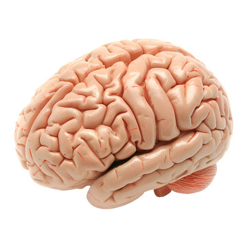Human Organ Model (Realistic Human Brain) - PNG Cutout Isolated on a Transparent Backdrop