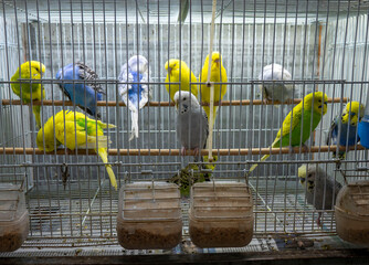Fototapeta premium Various colored canaries and bird breeds for sale in cages at the pet shop,