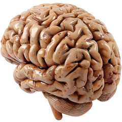 Human Organ Model (Realistic Human Brain) - PNG Cutout Isolated on a Transparent Backdrop