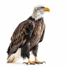 Foto op Plexiglas Eagle Soars High, Freedom Calls © Franz Rainer