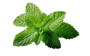 Exploring the Coolness of Peppermint
