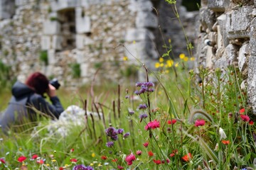 person photographing the contrast of wildflowers against the stone ruins - obrazy, fototapety, plakaty