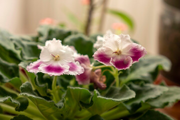 Decorative live violet flower in pot at home,