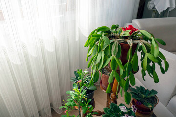 close-up decorative poinsettia at home,