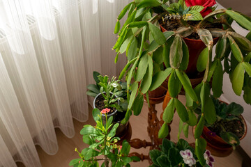 close-up decorative poinsettia at home,