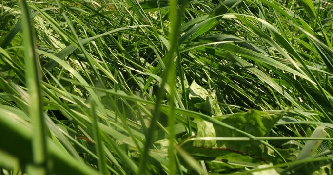 Macro photography of grass. The camera passes through thickets of thick, tall, lush grass on a sunny summer day. Close-up inside a dense thicket of green beautiful grass in a meadow.