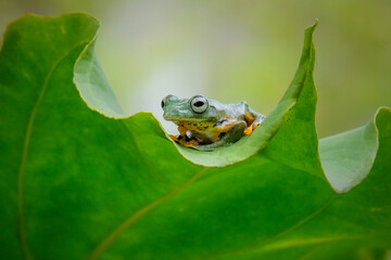 green frog on a leaf