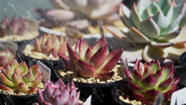 多肉植物の水やり1B_水やり途中〜終わりまで
