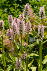 Ziest, Rosea,  Stachys monnieri, Rosea