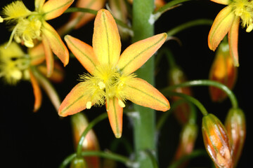 Erstehilfepflanze, Bulbine frutescens