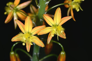 Erstehilfepflanze, Bulbine frutescens