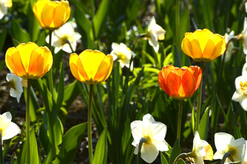 Tulpen,  Tulipa spp., Narzissen, Narcissus