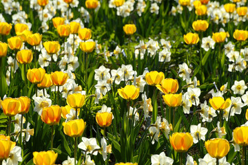 Tulpen,  Tulipa spp., Narzissen, Narcissus