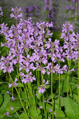 Großblütiger Ziest,  Stachys grandiflora,  Superba