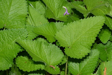 Großblütiger Ziest,  Stachys grandiflora,  Superba