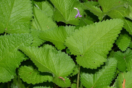 Gro&szlig;bl&uuml;tiger Ziest,  Stachys grandiflora,  Superba