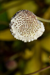 Herbst-Anemone,  Anemone hupehensis L., Samenstände,  Einzelpflanze, Pflanzendetail
