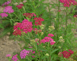 Gewöhnliche Schafgarbe,  Achillea millefolium, Cerise Queen