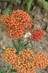 Gewöhnliche Schafgarbe,  Achillea millefolium,  Walter Funcke