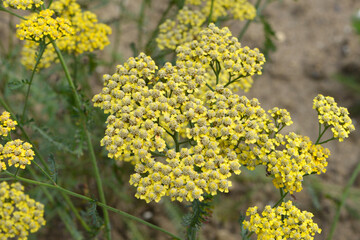 Gewöhnliche Schafgarbe,  Achillea millefolium