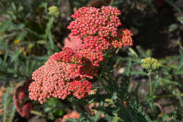 Gewöhnliche Schafgarbe,  Achillea millefolium,  Belle Epoque