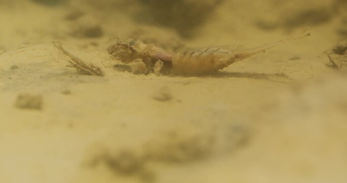 Long-tailed mayfly larvae feeding at the bottom of river Tisza in Serbia
