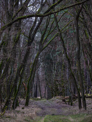haunted forest - Gespensterwald