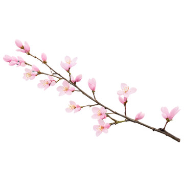 pink cherry blossom PNG.Ai