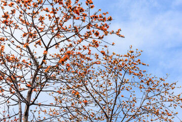 The kapok trees bloom with red flowers spring. Kapok also known as the "hero flower".