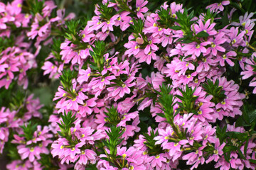 Fächerblume,  Scaevola aemula,  Select Pink Tongue