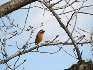 木の枝にとまるジョウビタキ