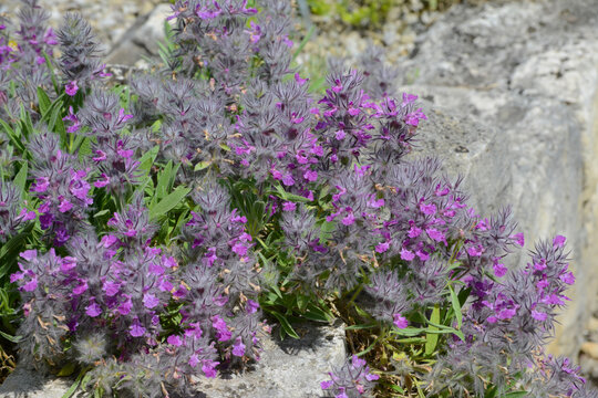 Lavendelbl&uuml;tiger Ziest,  Stachys lavendulifolia