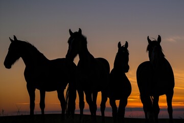horses silhouettes at sunset, standing side by side