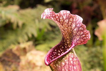 Sarracenia, beautiful carnivorous red and green pitcher plants.