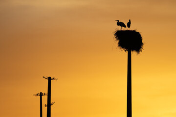 Stork couple in their nest silhouetted against a dramatic sky at sunset