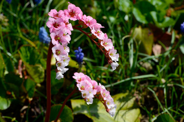 Bergenie,  Bergenia,  Schneekönigin