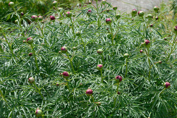 Pfingstrose,  Paeonia x smouthii – Geschlitztblättrige
