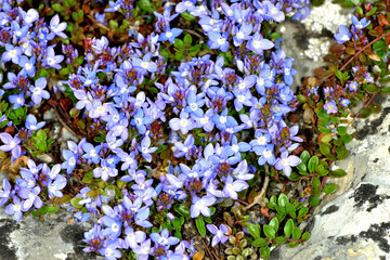 Kaukasischer Ehrenpreis, Veronica liwanensis